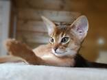 Абиссинские котята - фото 1