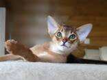 Абиссинские котята - фото 2