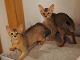 Абиссинские котята