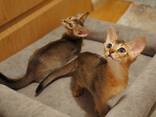 Абиссинские котята - фото 1