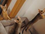 Абиссинские котята - фото 3