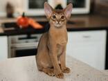 Абиссинские котята - фото 2