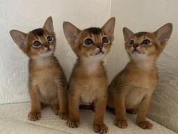 Абиссинские котята дикого окраса