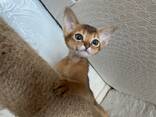 Абиссинские котята дикого окраса - фото 2