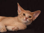 Абиссинский котенок окраса фавн - фото 1