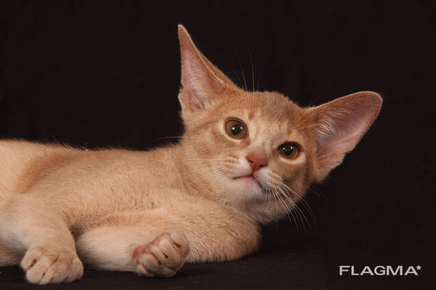 Абиссинский котенок окраса фавн