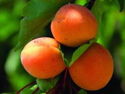 Абрикос Madjarska najbolja горшок С3