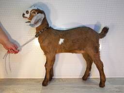 Англо-нубийская козочка