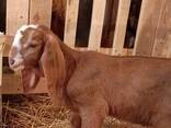 Англо-нубийские козлята - фото 1