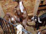 Англо-нубийские козлята - фото 2
