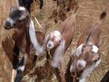 Англо-нубийские козлята - фото 3