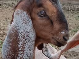 Англо-нубийский козлик