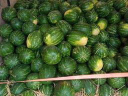 Арбуз "Каристон"