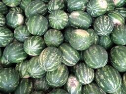 Арбуз Каристон