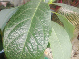 Авокадо комнатное растение