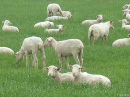 Бараны овцы ягнята