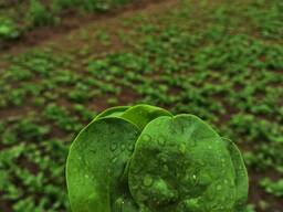 Базилик зеленый кинза укроп петрушка шпинат рукола