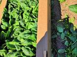 Базилик зеленый кинза укроп петрушка шпинат рукола - фото 3