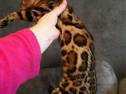 Бенгальская кошка
