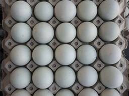 Білі та коричневі яйця