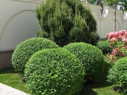 Бирючина блестящая Саженец ЗКС 2 года, вечнозеленый, живая изгородь, топиар, медонос