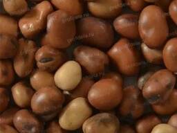 Бобы кормовые ТРАМПЕТ