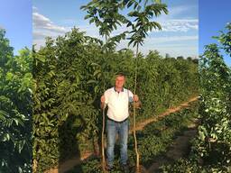 Chandler - Fernor Walnut Saplings (Tree)