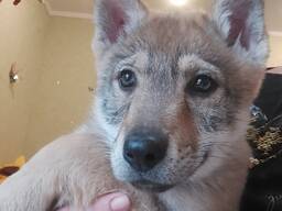 Чехословацкий влчак. Щенки.