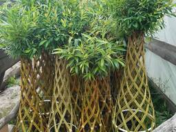 Черенки американской ивы в Кобрине