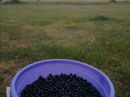 Черника, свежая.