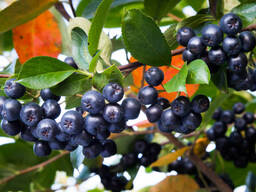 Черноплодная рябина(арония)