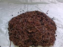 Червь Дендробена