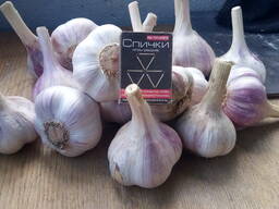 Чеснок