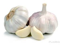 Чеснок