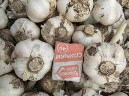 Чеснок сорт Грибовский