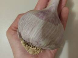 Чеснок озимый богатырь. Чеснок сорт медвежий коготь. Чеснок медвежий коготь описание сорта фото отзывы. Чеснок медвежий коготь описание сорта фото отзывы. Чеснок медвежий коготь описание сорта фото отзывы.