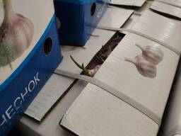 Чеснок свежий