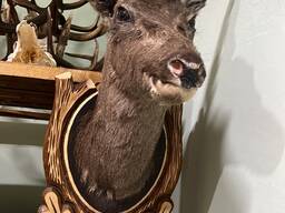 Чучело головы лани