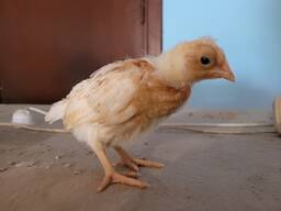 Цыплята домашние