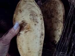 Дайкон 2 сорта