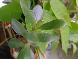 Денежное дерево счастья 15 см цветущий