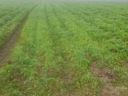 Действующее КФХ