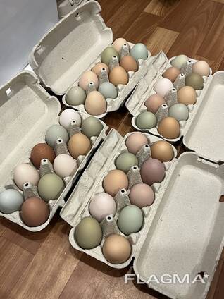 Домашние куриные яйца