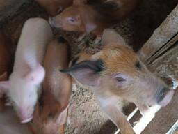 Домашние поросята