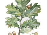 Дуб Черешчатый (Английский ) Quercus robur Саженцы ЗКС по 30 см