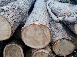 Дуб кругляк, зелёный.