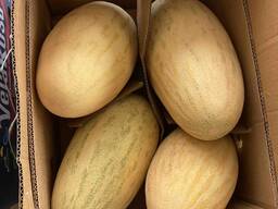 Дыня сорт Торпеда оптом