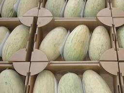 ДЫНЯ "ТОРПЕДО" ИЗ УЗБЕКИСТАНА