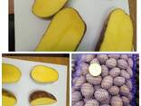 Экспорт сельскохозяйственной продукции из Республики Беларусь - фото 2
