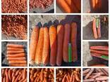 Экспорт сельскохозяйственной продукции из Республики Беларусь - фото 9